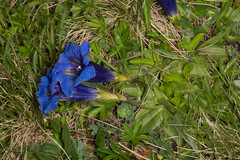 Gentiana clusii