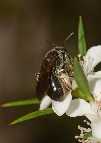 Leioproctus providus