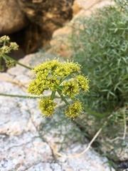 Cymopterus panamintensis acutifolius