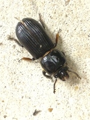 Odontotaenius disjunctus