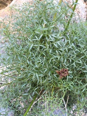 Cymopterus panamintensis acutifolius