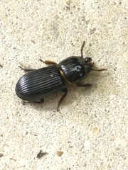 Odontotaenius disjunctus