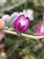 Astragalus mohavensis