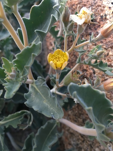 Image of Mentzelia puberula by (c) Matt Berger, some rights reserved (CC BY)