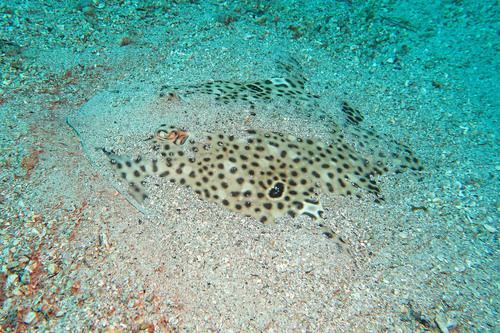 Speckled ray (Raja polystigma) — Rajidae — 2