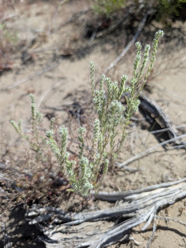 gray cryptantha (Cryptantha scoparia)