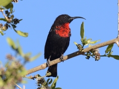 Chalcomitra senegalensis gutturalis