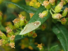 Calycomyza solidaginis