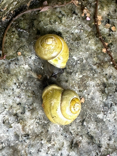 Cepaea hortensis