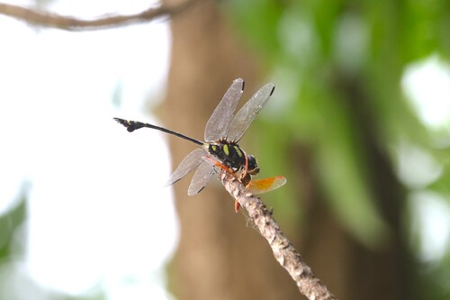 Common Flangetail