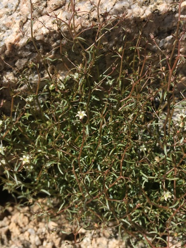 Image of Nemacladus glanduliferus by (c) Matt Berger, some rights reserved (CC BY)
