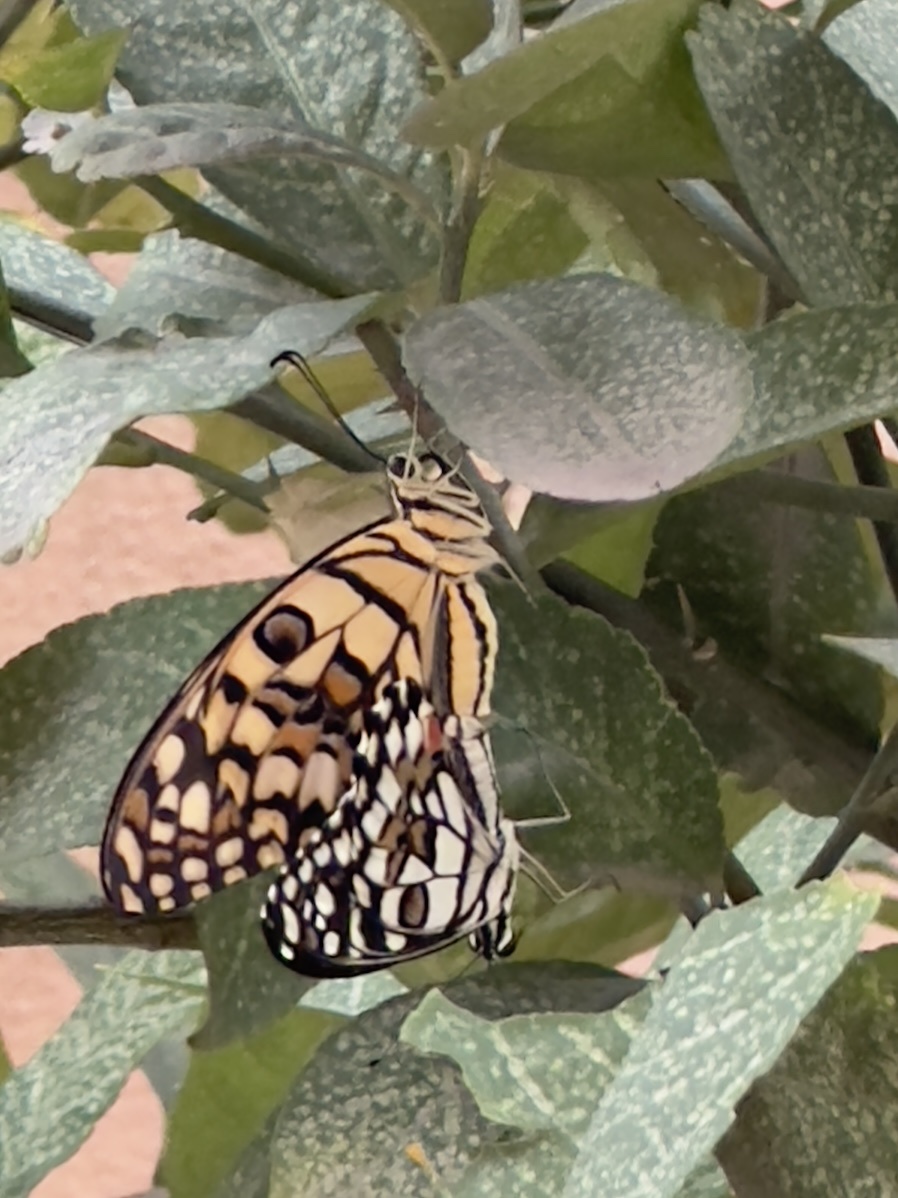 Lime Swallowtail
