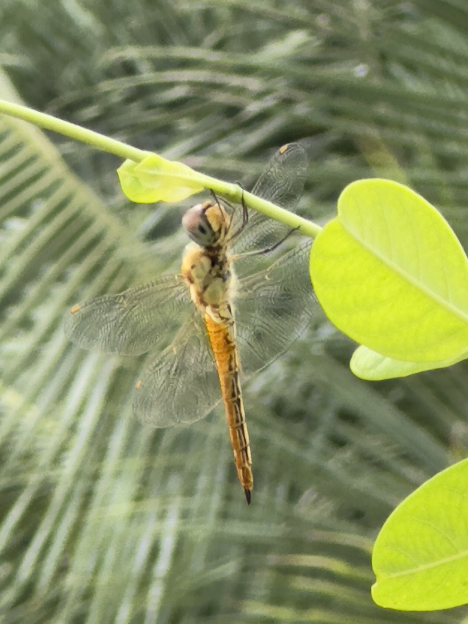 Globe Skimmer