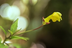 Burmeistera parviflora image