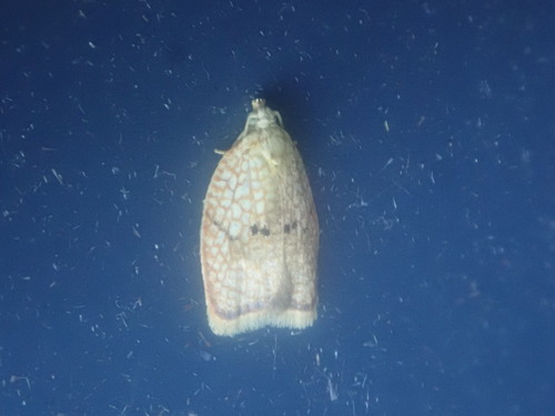 Maple Leaftier Moth photo 4