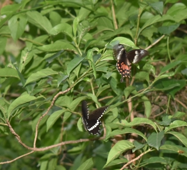 Common Mormon
