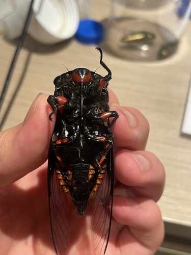 Cryptotympana holsti