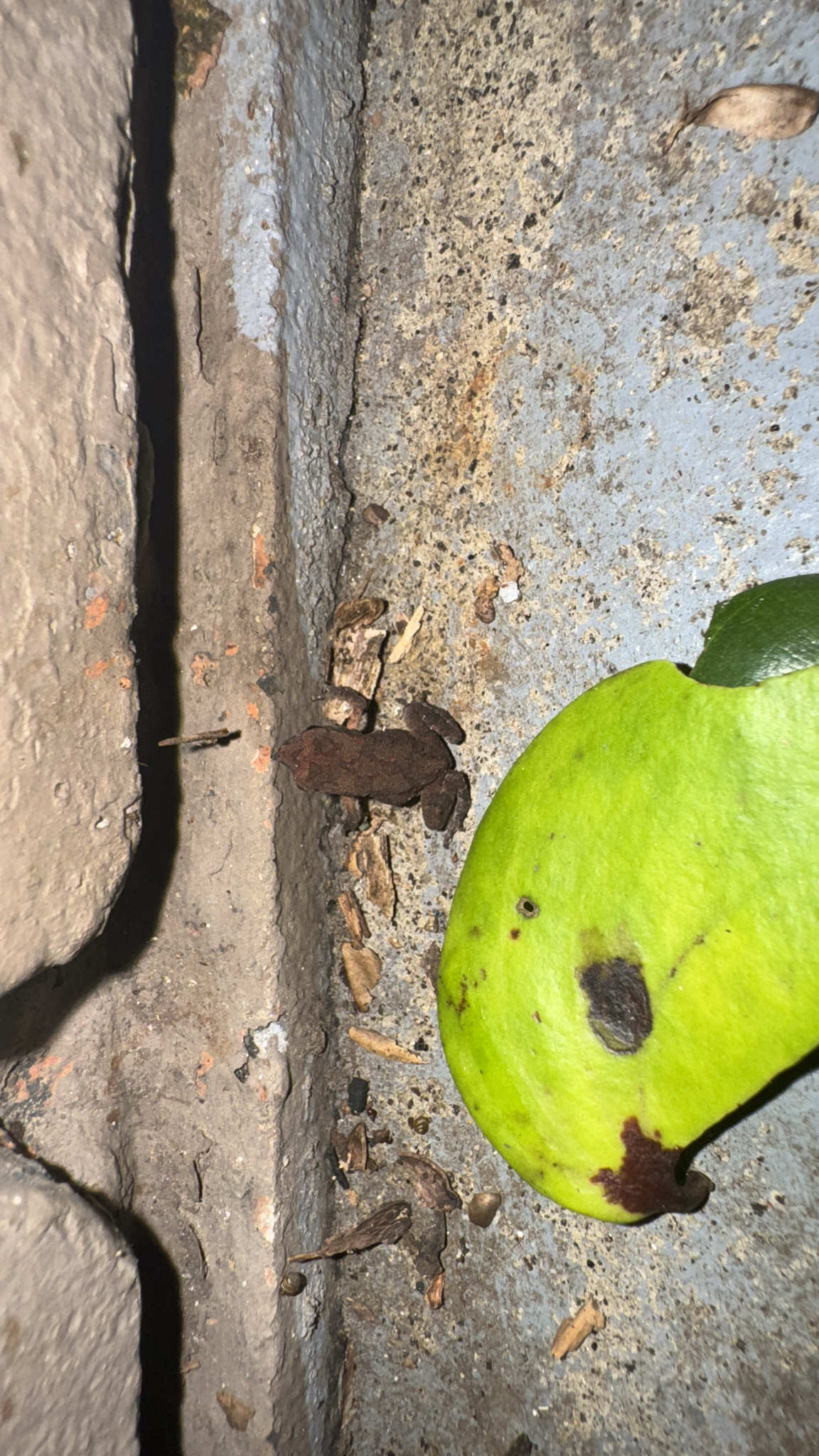 Indian Common True Toad
