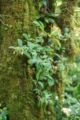 Burmeistera parviflora