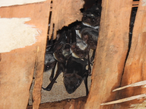 Saccolaimus saccolaimus