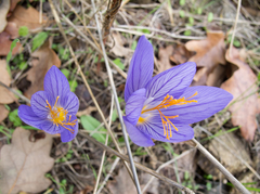 Crocus pulchellus
