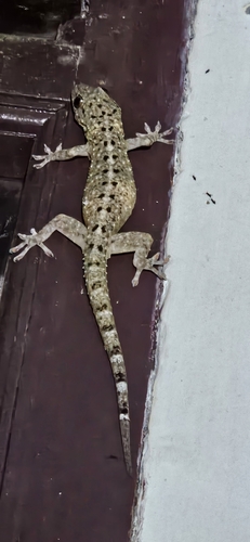 Gekko monarchus