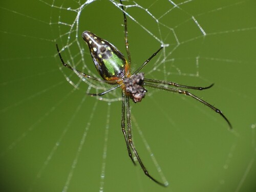 Decorative Vleispider