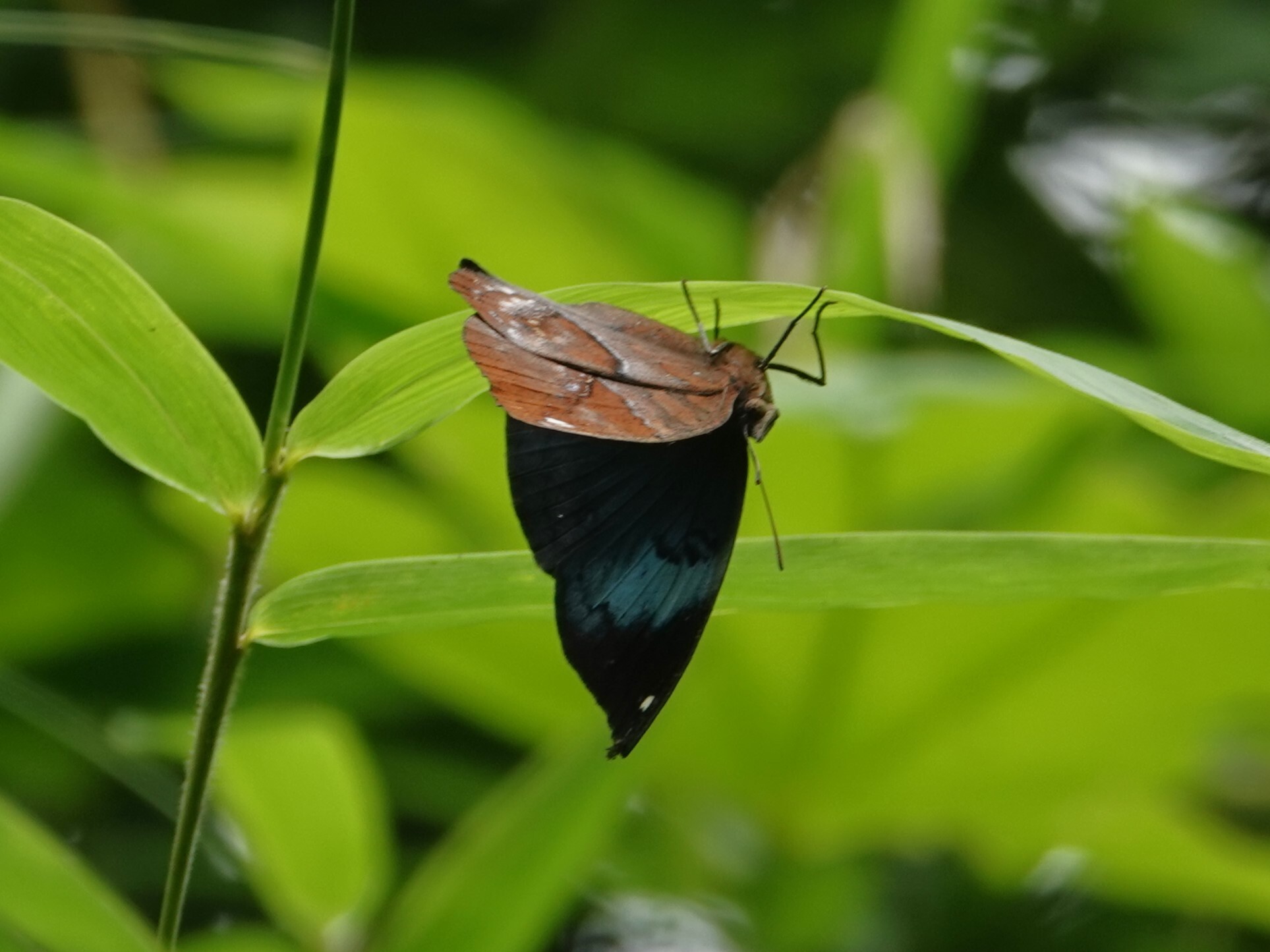 Sahyadri Blue Oakleaf