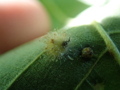 Caryomyia holotricha