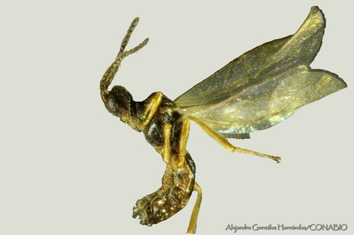 Blacus humilis