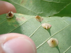 Caryomyia sanguinolenta