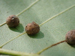 Caryomyia tuberculata