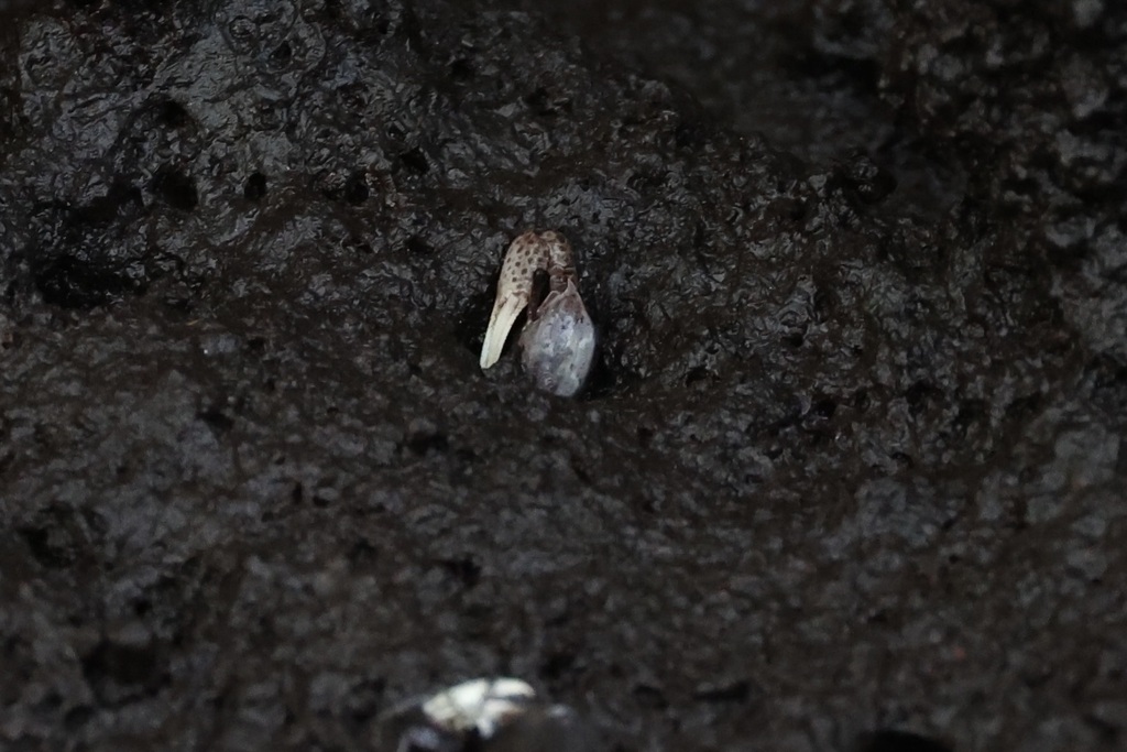 Triangular Fiddler Crab