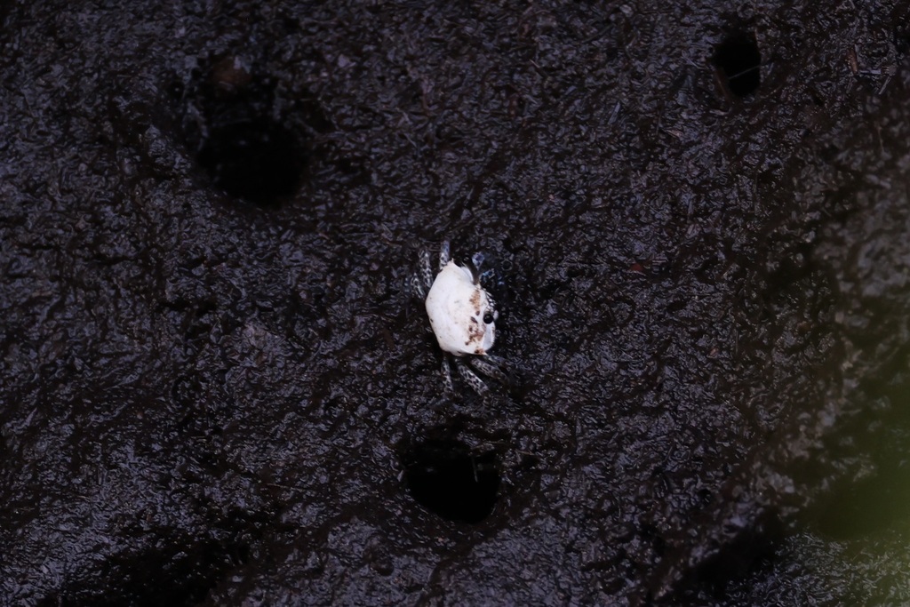 Triangular Fiddler Crab