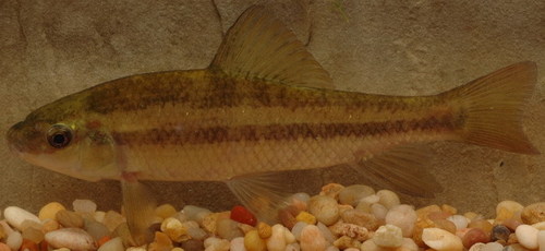 Erimyzon sucetta