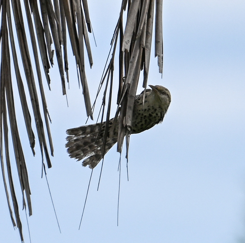 Stripe-backed Wren (Campylorhynchus nuchalis), photo 8