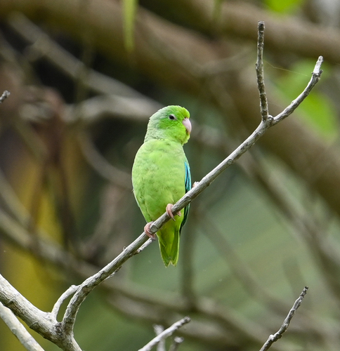 Turquoise-winged Parrotlet (Forpus spengeli), photo 5