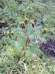 Tagetes foetidissima