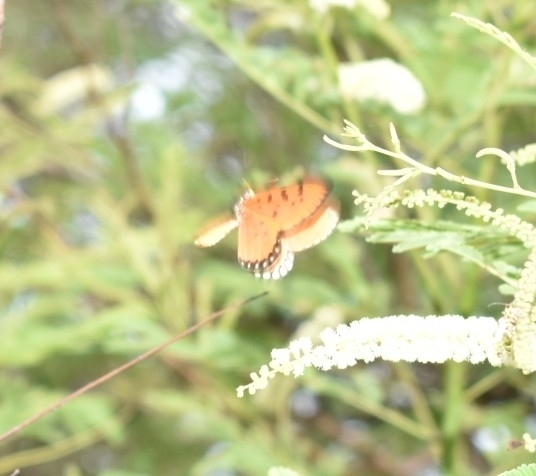 Tawny Coster