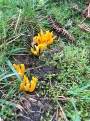 Calocera furcata