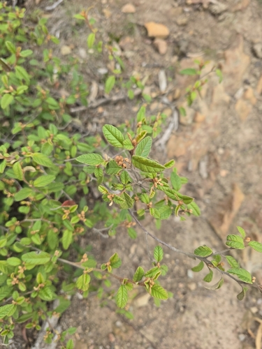 Pomaderris prunifolia, photograph 6