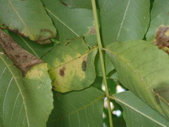 Gnomonia caryae
