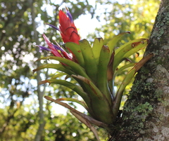 Tillandsia multicaulis