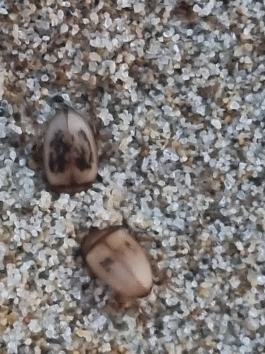 Phaleria bimaculata