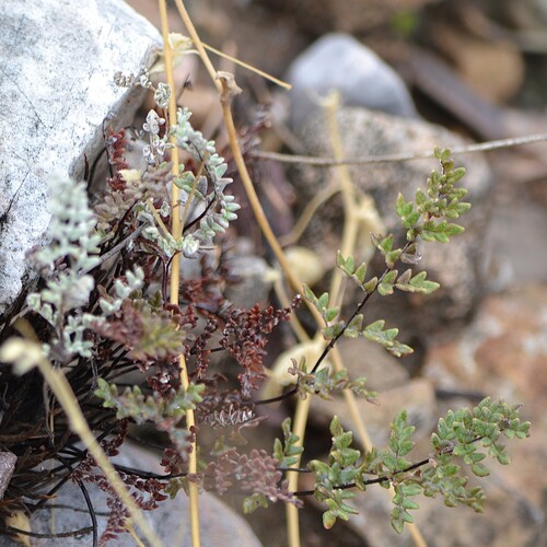 Gregg's cloak fern (Notholaena greggii)