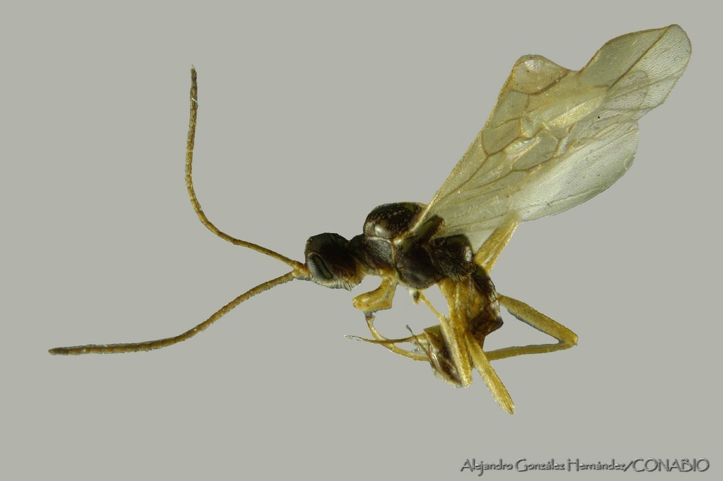 Blacus ruficornis