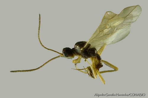 Blacus ruficornis
