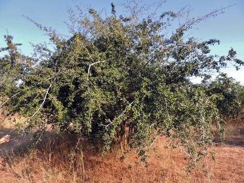 large-leaved rams-horns (Hugonia orientalis)