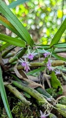 Scaphyglottis stellata