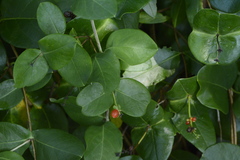 Lonicera sempervirens sempervirens